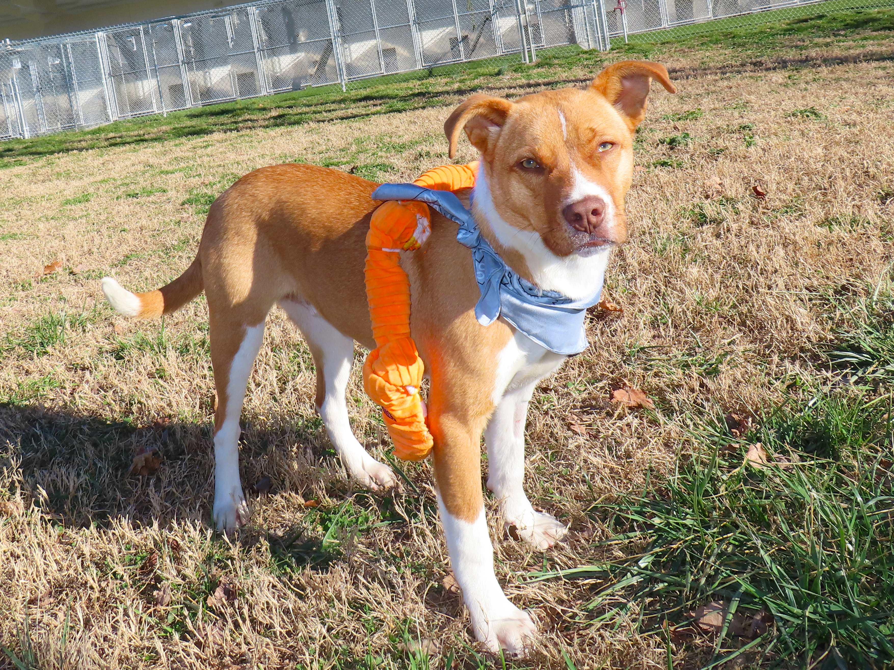 Riker 25C-337, a ADOPTABLE mixed breed in Rogers, AR image 2/5