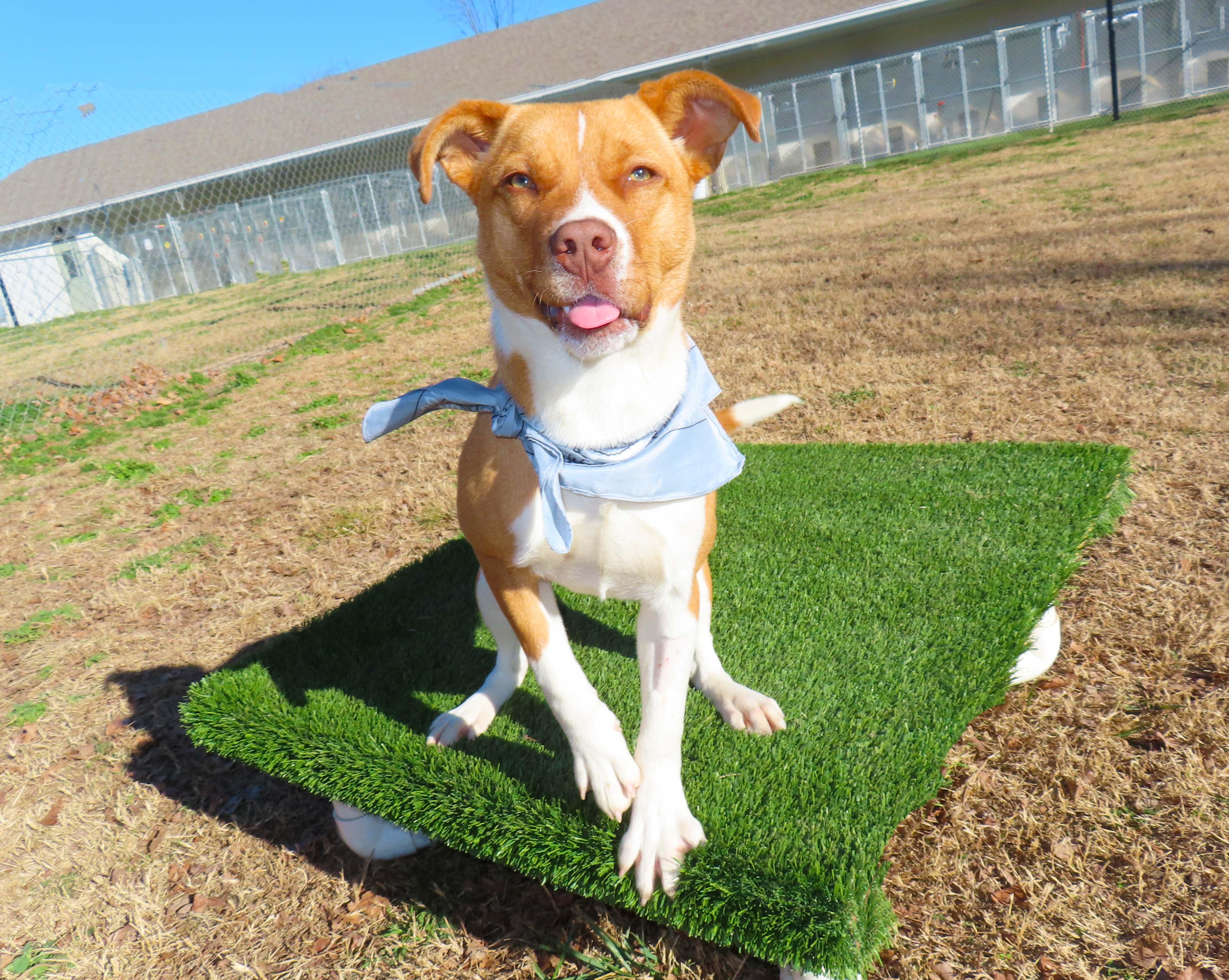 Riker 25C-337, a ADOPTABLE mixed breed in Rogers, AR image 4/5
