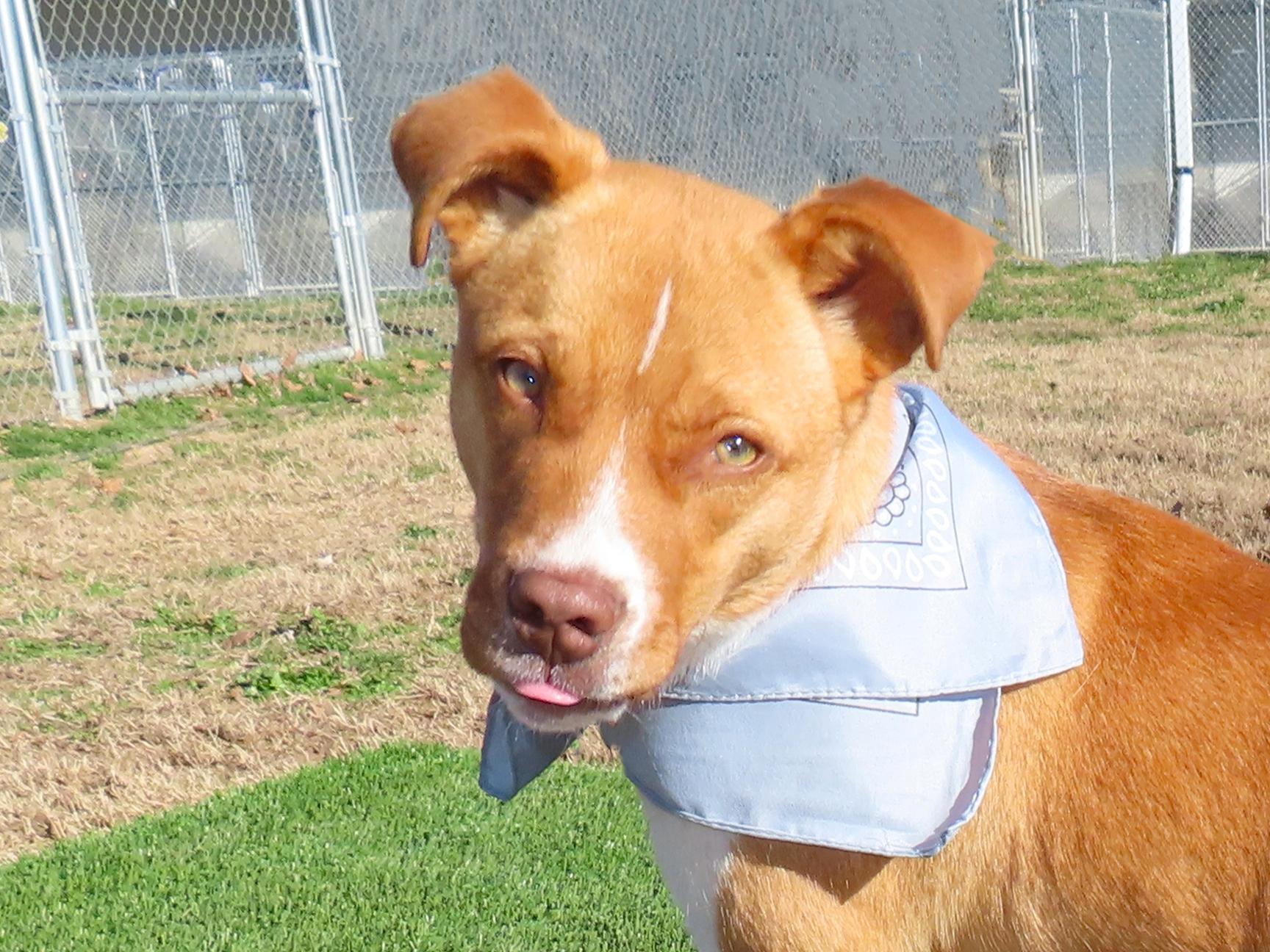 Riker 25C-337, a ADOPTABLE mixed breed in Rogers, AR image 1/5