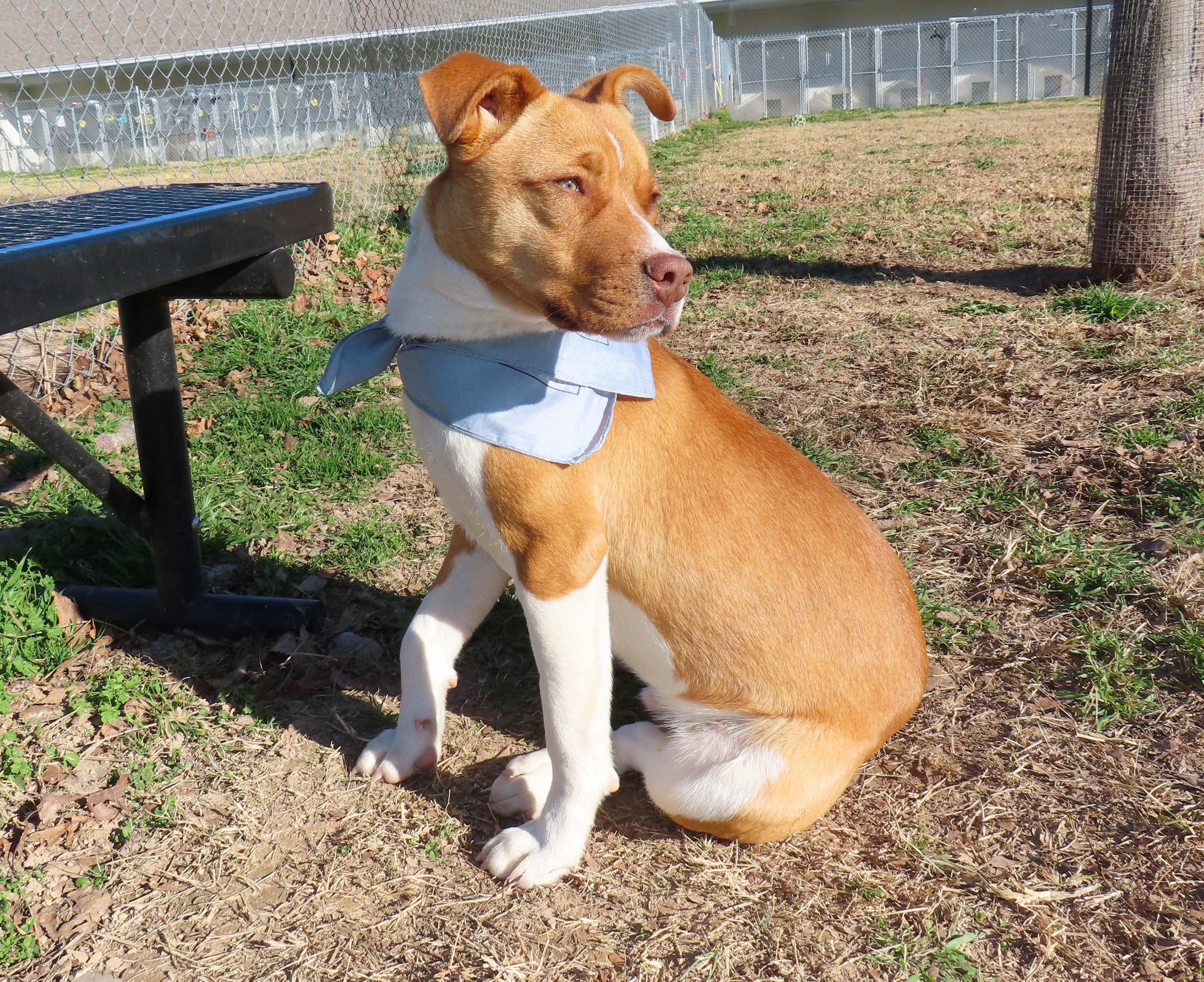 Riker 25C-337, a ADOPTABLE mixed breed in Rogers, AR image 3/5