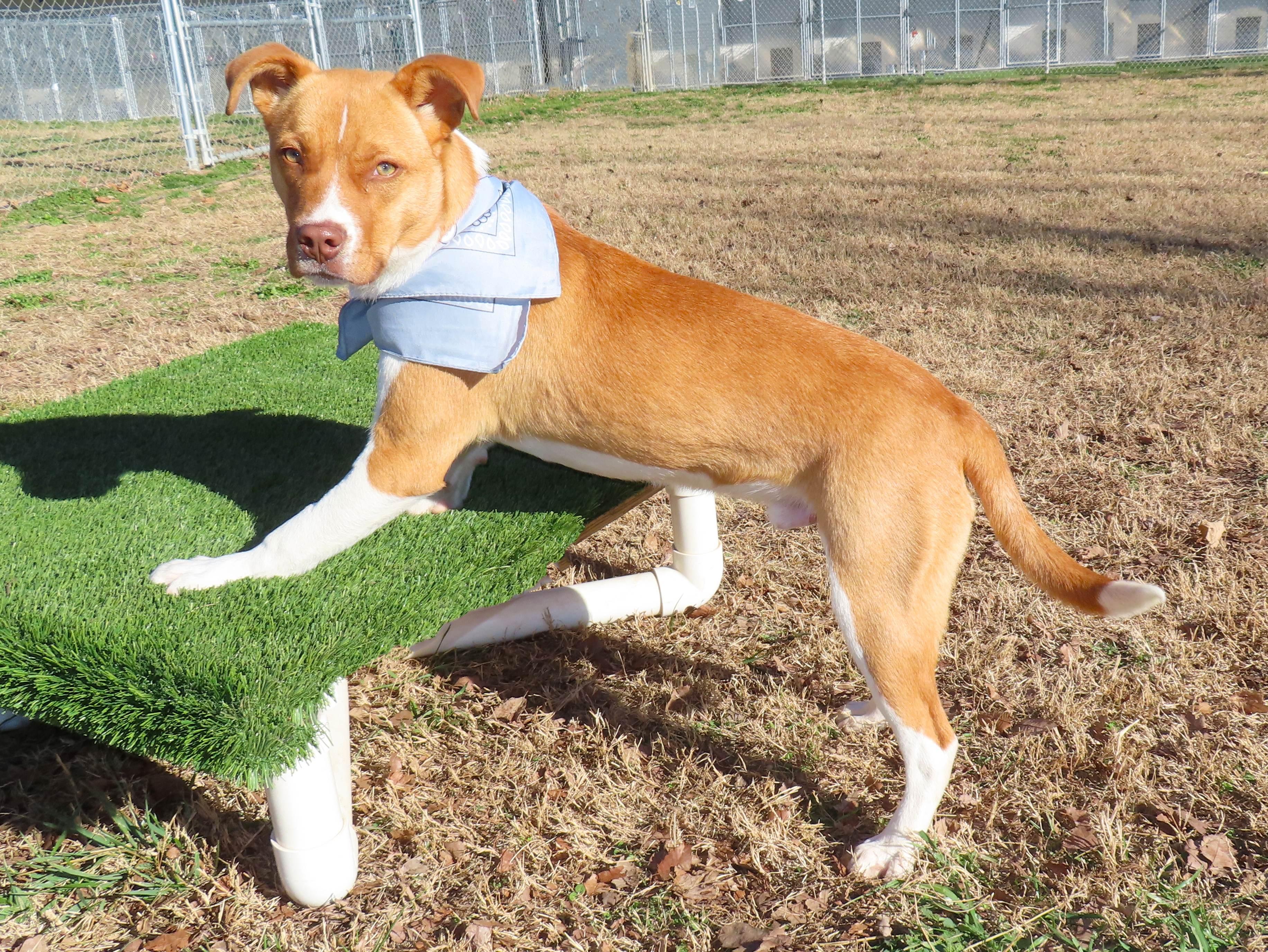 Riker 25C-337, a ADOPTABLE mixed breed in Rogers, AR image 5/5