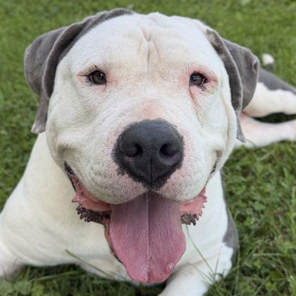 Maribel, Adoptable, Adult Female Pit Bull Terrier.