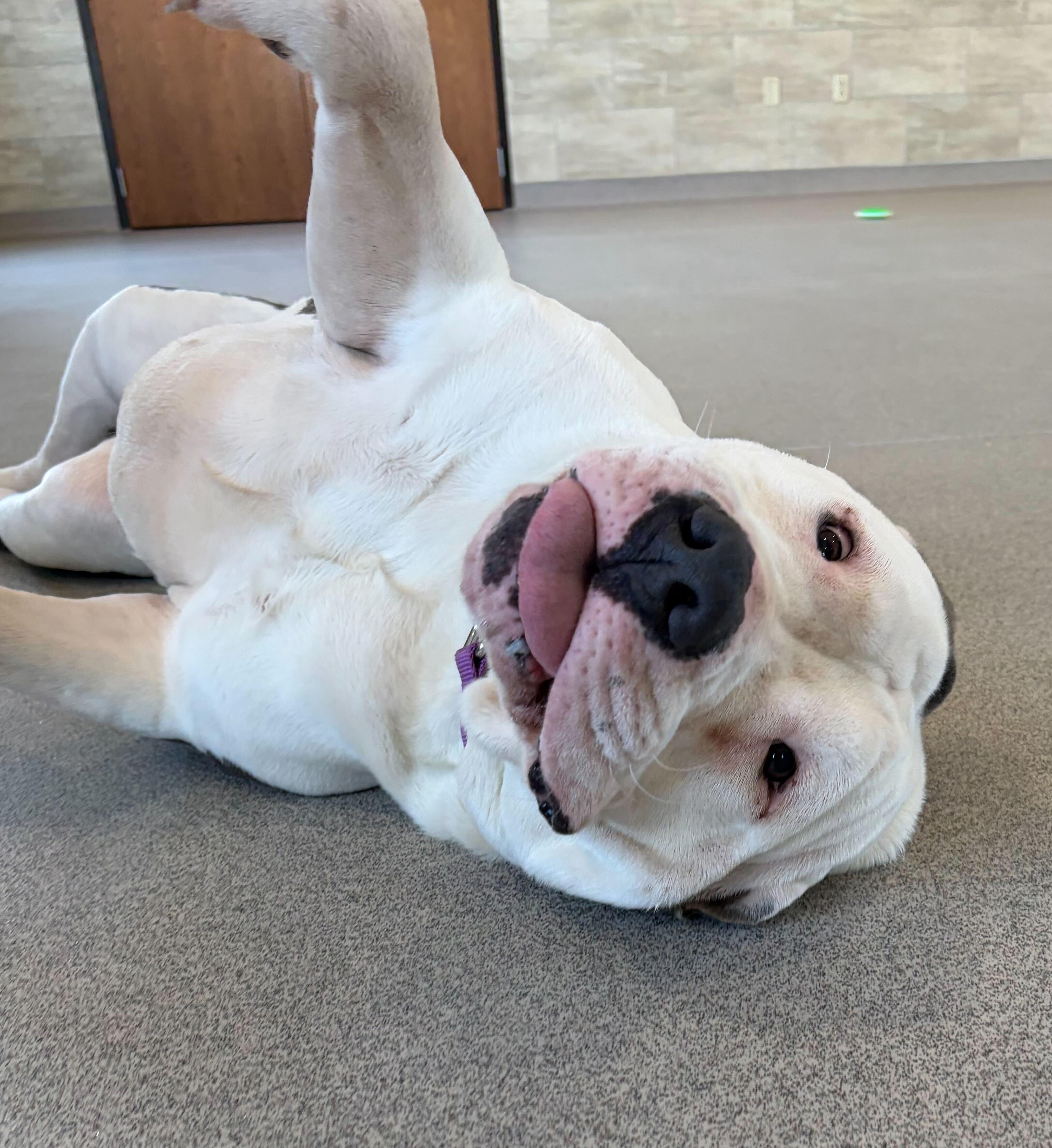 Enlarge Maribel, a Adoptable mixed breed in Jefferson, WI image 4/5