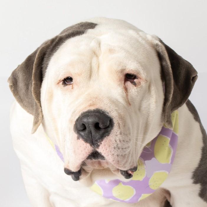Enlarge Maribel, a Adoptable mixed breed in Jefferson, WI image 3/5