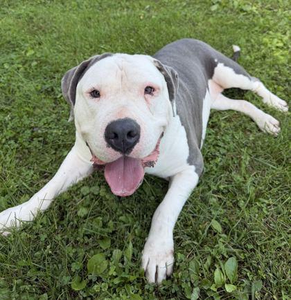 Enlarge Maribel, a Adoptable mixed breed in Jefferson, WI image 5/5