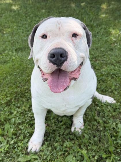 Enlarge Maribel, a Adoptable mixed breed in Jefferson, WI image 2/5