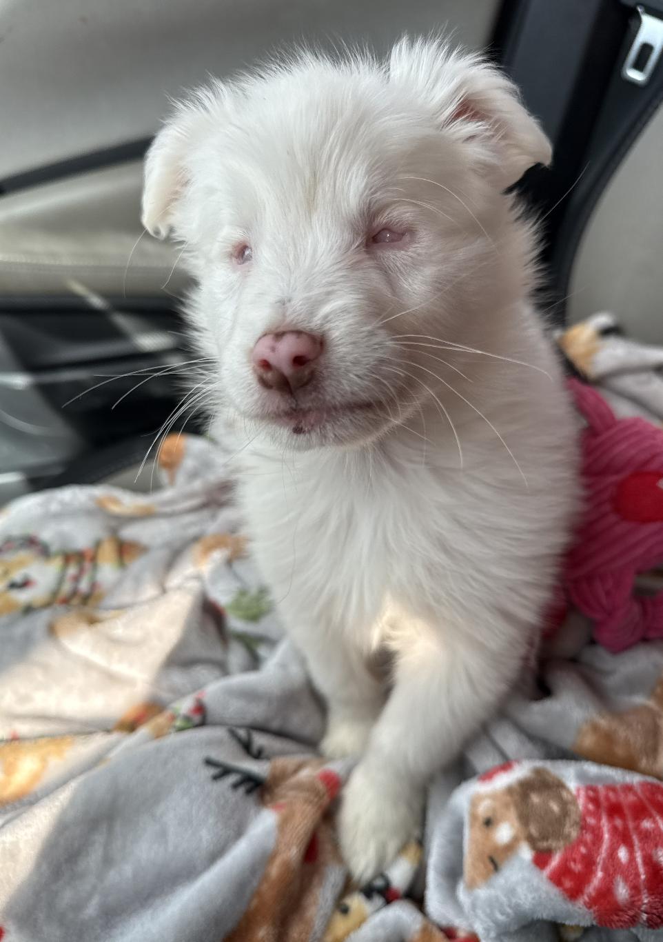 Yuki (DM), Adopted, Young Female Australian Shepherd.