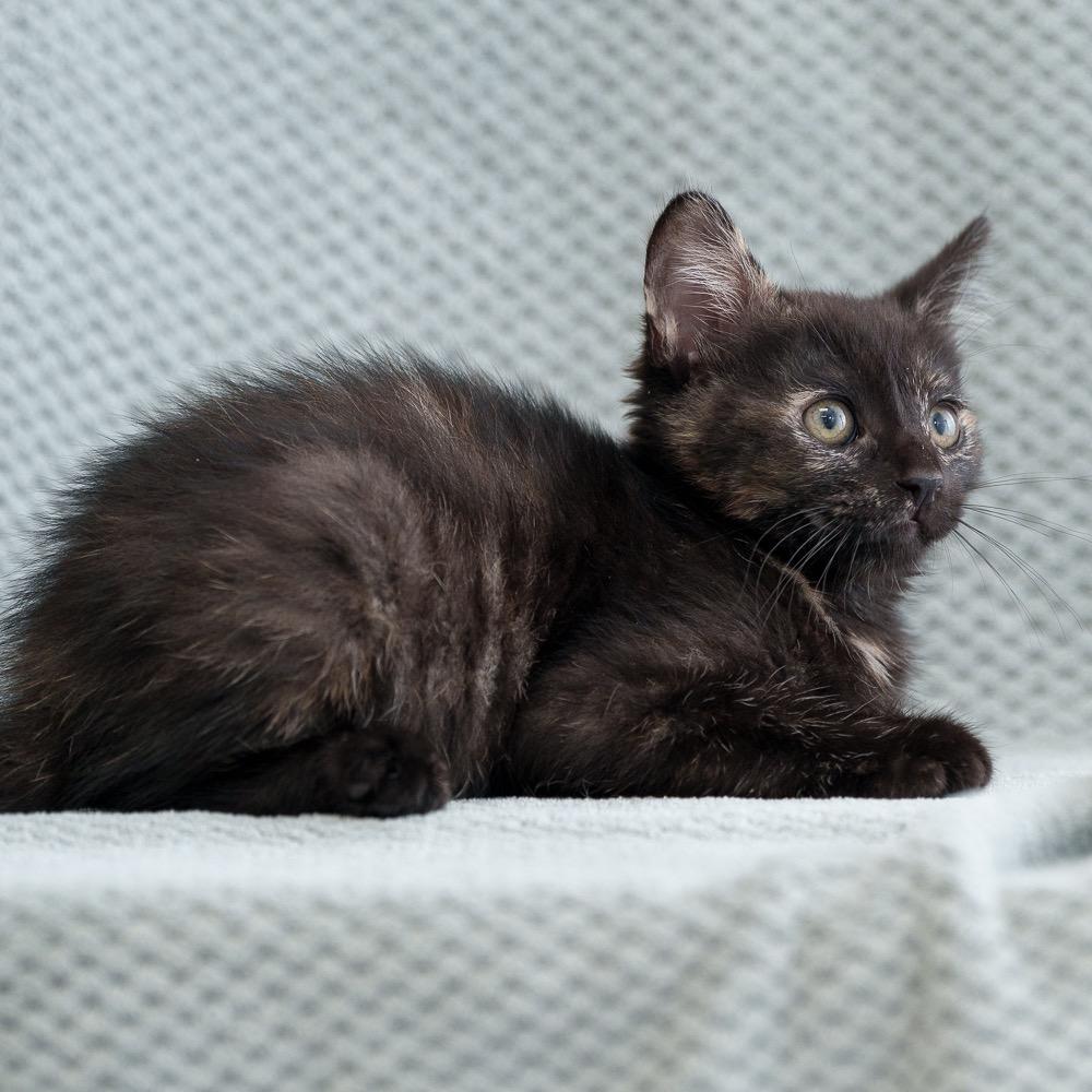 Enlarge Darjeeling, a Adoptable Domestic Short Hair in Sunnyvale, CA image 1/3