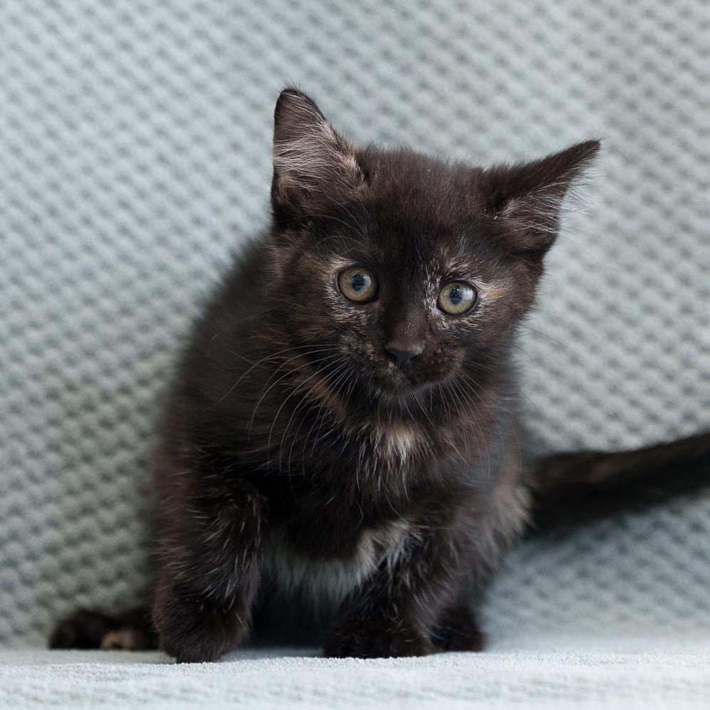 Enlarge Darjeeling, a Adoptable Domestic Short Hair in Sunnyvale, CA image 2/3