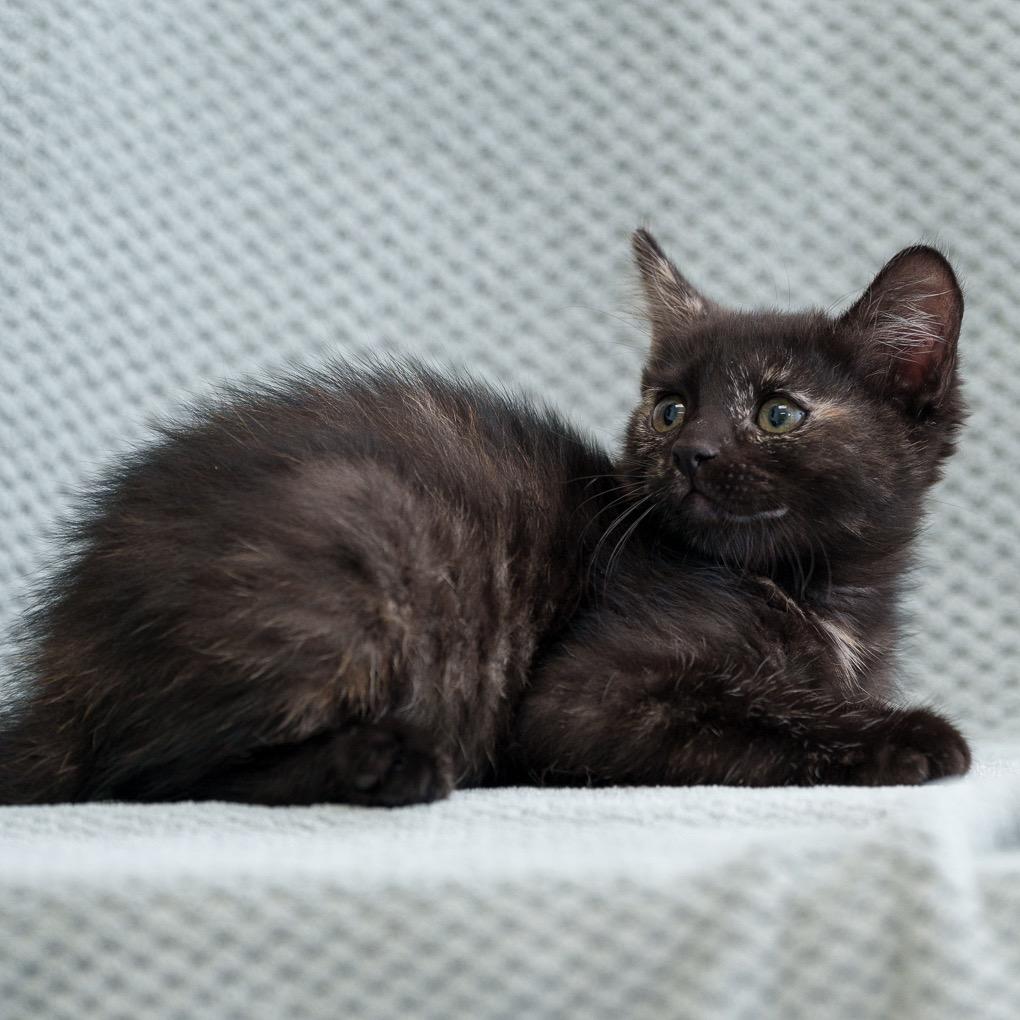 Enlarge Darjeeling, a Adoptable Domestic Short Hair in Sunnyvale, CA image 3/3