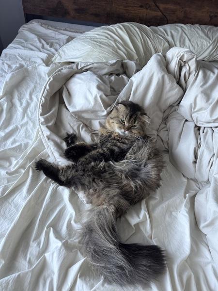 Chewbacka, Adoptable, Adult Male Domestic Medium Hair.