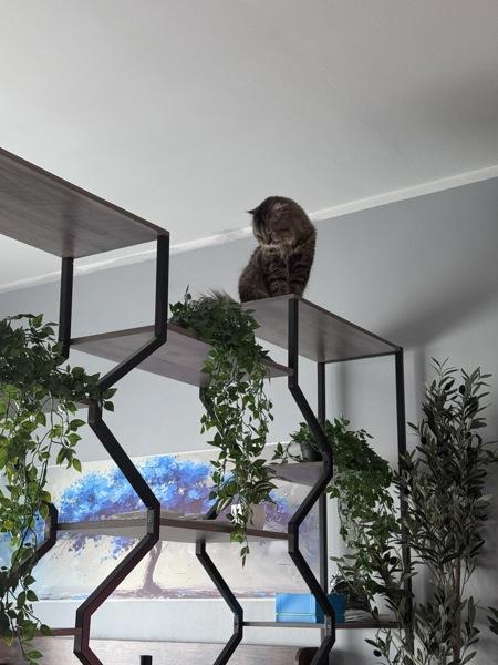 Enlarge Chewbacka, a Adoptable mixed breed in Staten Island, NY image 2/6