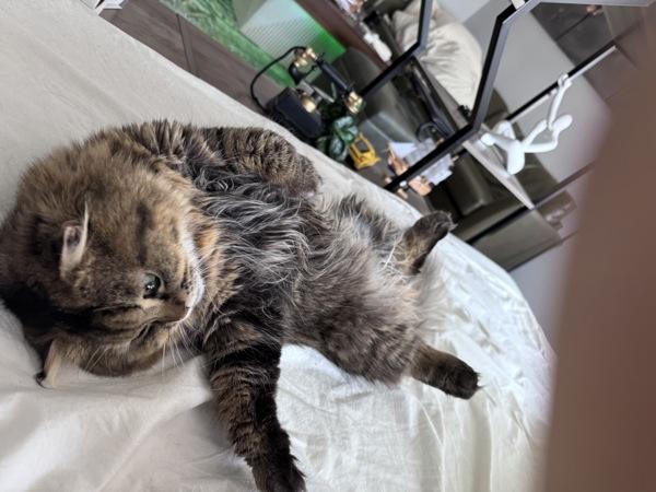 Enlarge Chewbacka, a Adoptable mixed breed in Staten Island, NY image 3/6