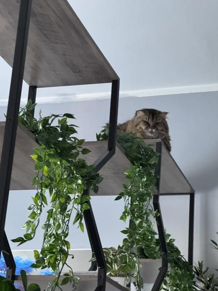 Enlarge Chewbacka, a Adoptable mixed breed in Staten Island, NY image 4/6