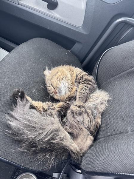 Enlarge Chewbacka, a Adoptable mixed breed in Staten Island, NY image 5/6