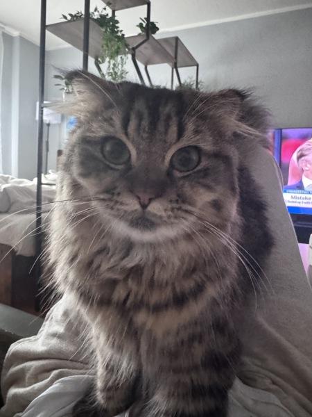 Enlarge Chewbacka, a Adoptable mixed breed in Staten Island, NY image 6/6