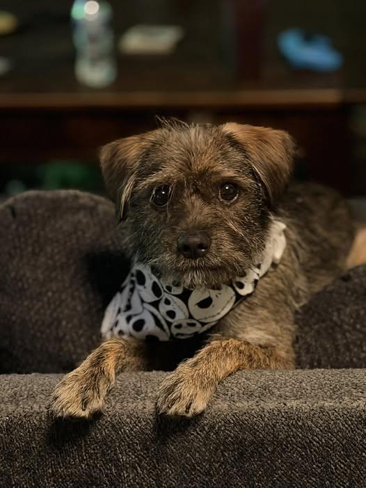 Enlarge Rufus, an adopted Terrier in San Tan Valley, AZ image 1/1