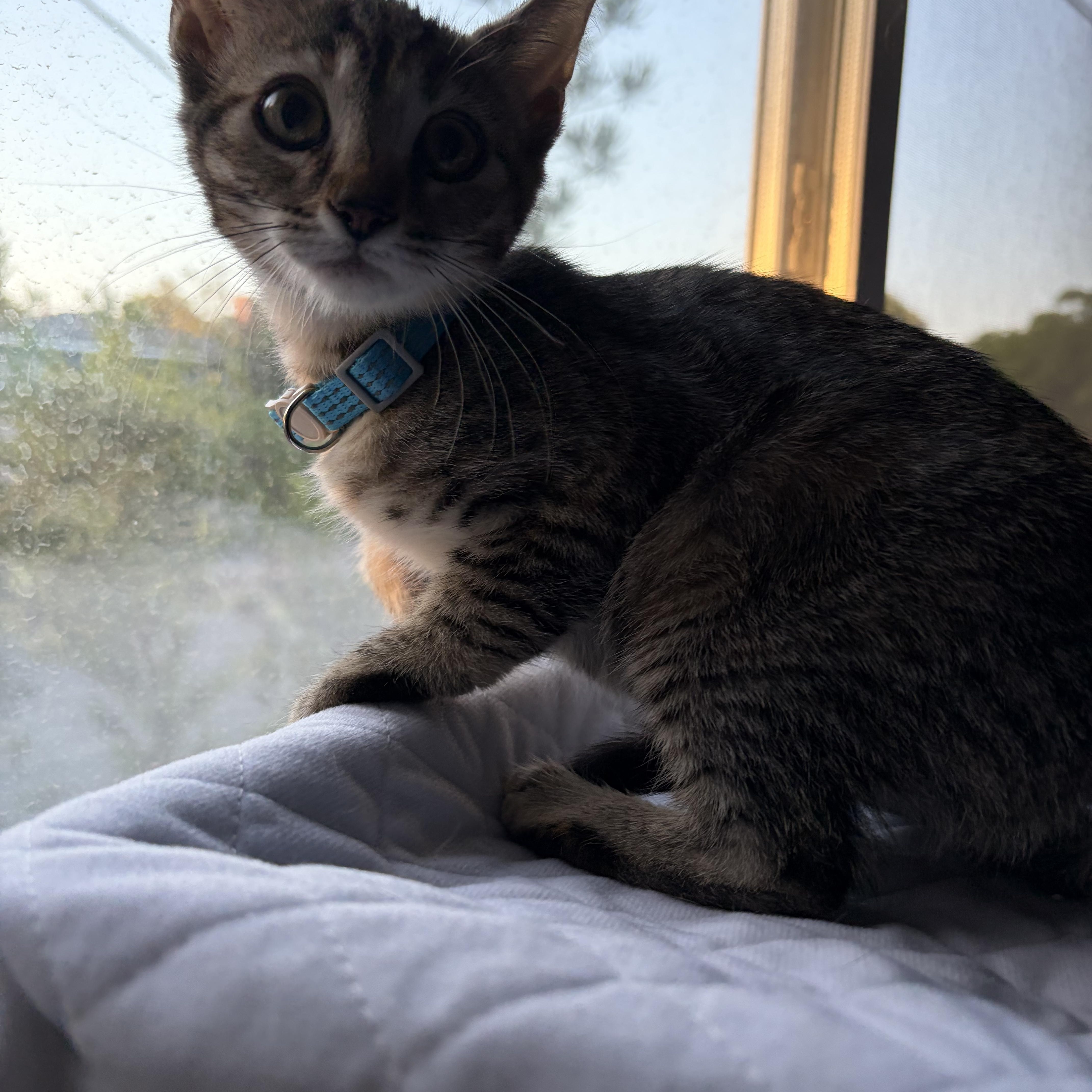 Enlarge Frieda (js/ao), a Adopted Domestic Short Hair in Los Angeles, CA image 4/6