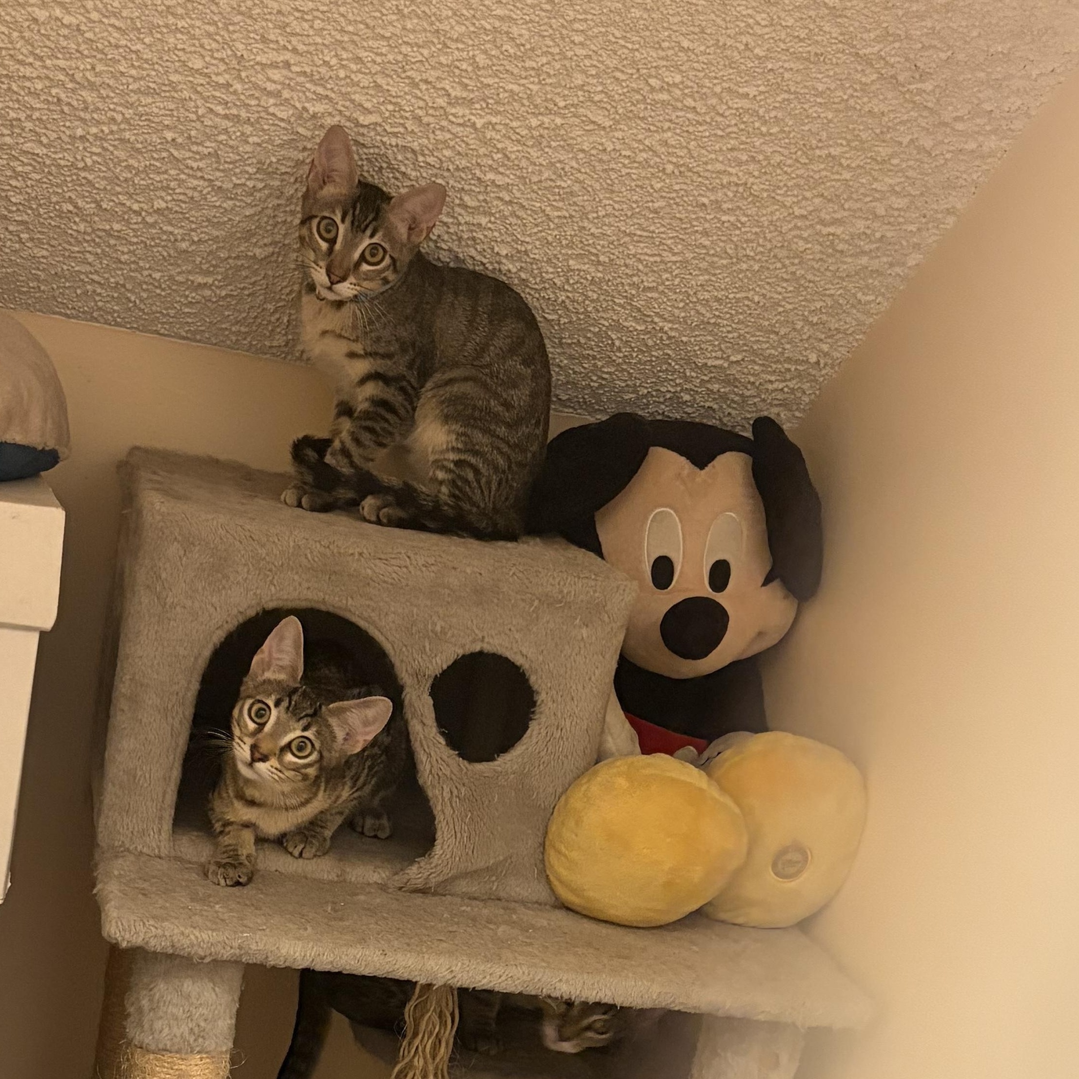 Enlarge Frieda (js/ao), a Adopted Domestic Short Hair in Los Angeles, CA image 5/6