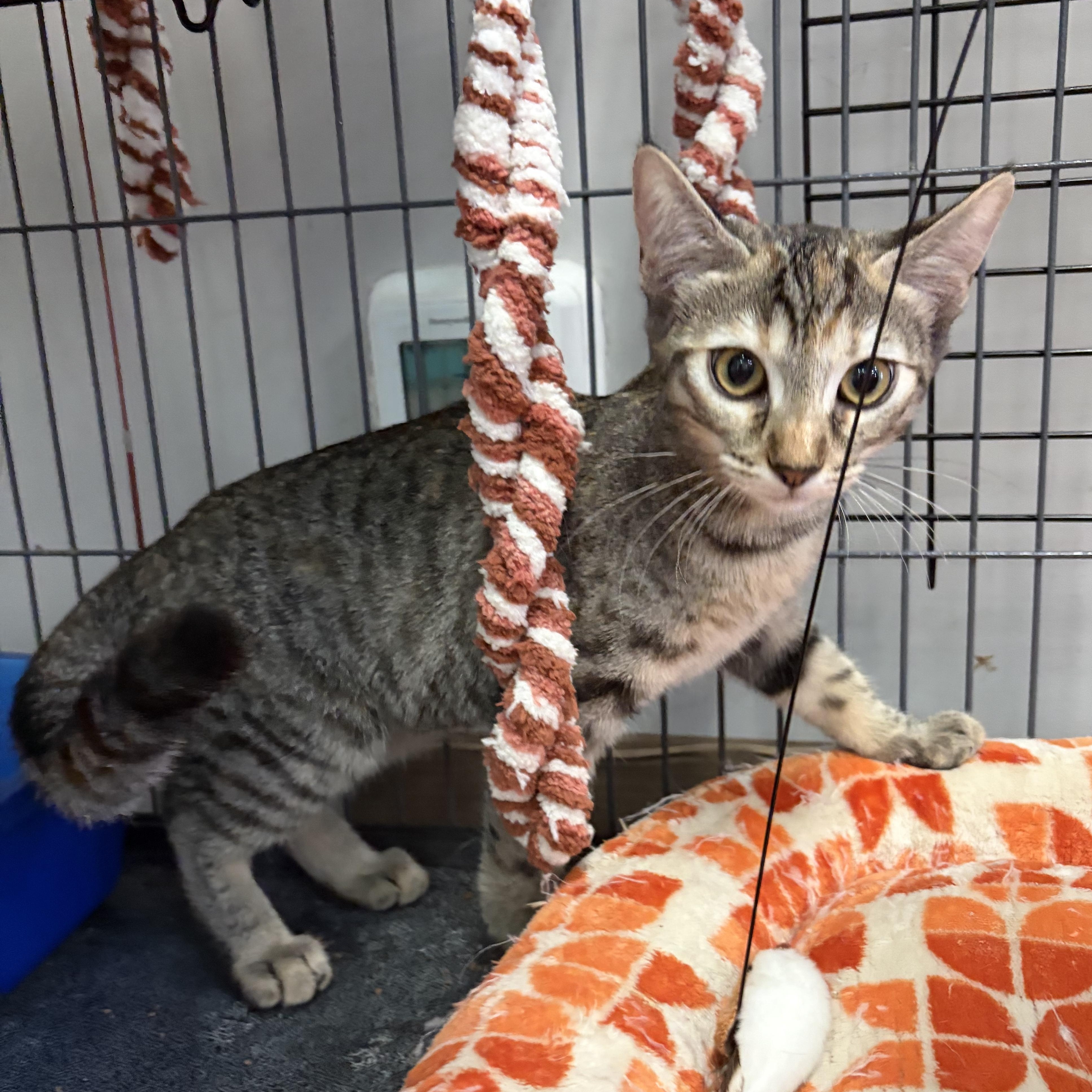 Enlarge Frieda (js/ao), a Adopted Domestic Short Hair in Los Angeles, CA image 1/6
