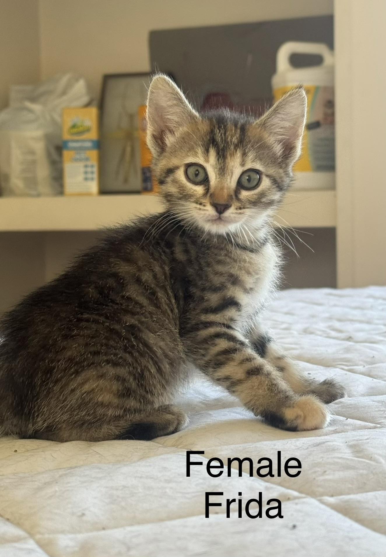 Enlarge Frieda (js/ao), a Adopted Domestic Short Hair in Los Angeles, CA image 3/6