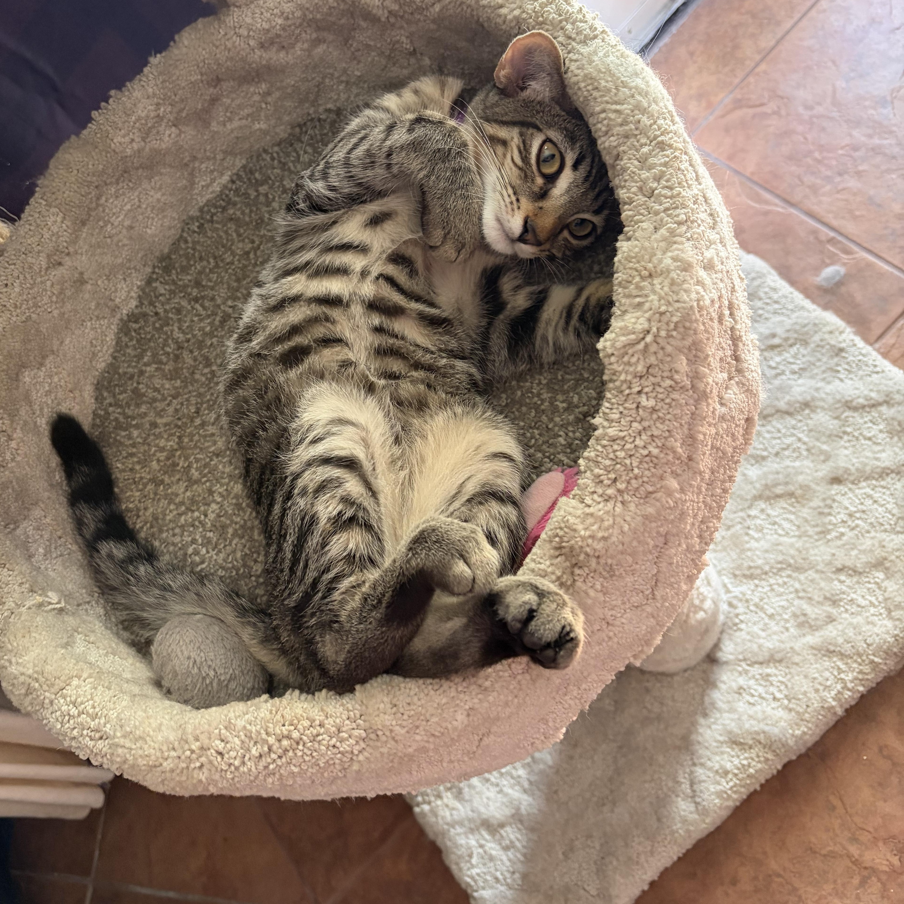 Enlarge Frieda (js/ao), a Adopted Domestic Short Hair in Los Angeles, CA image 2/6