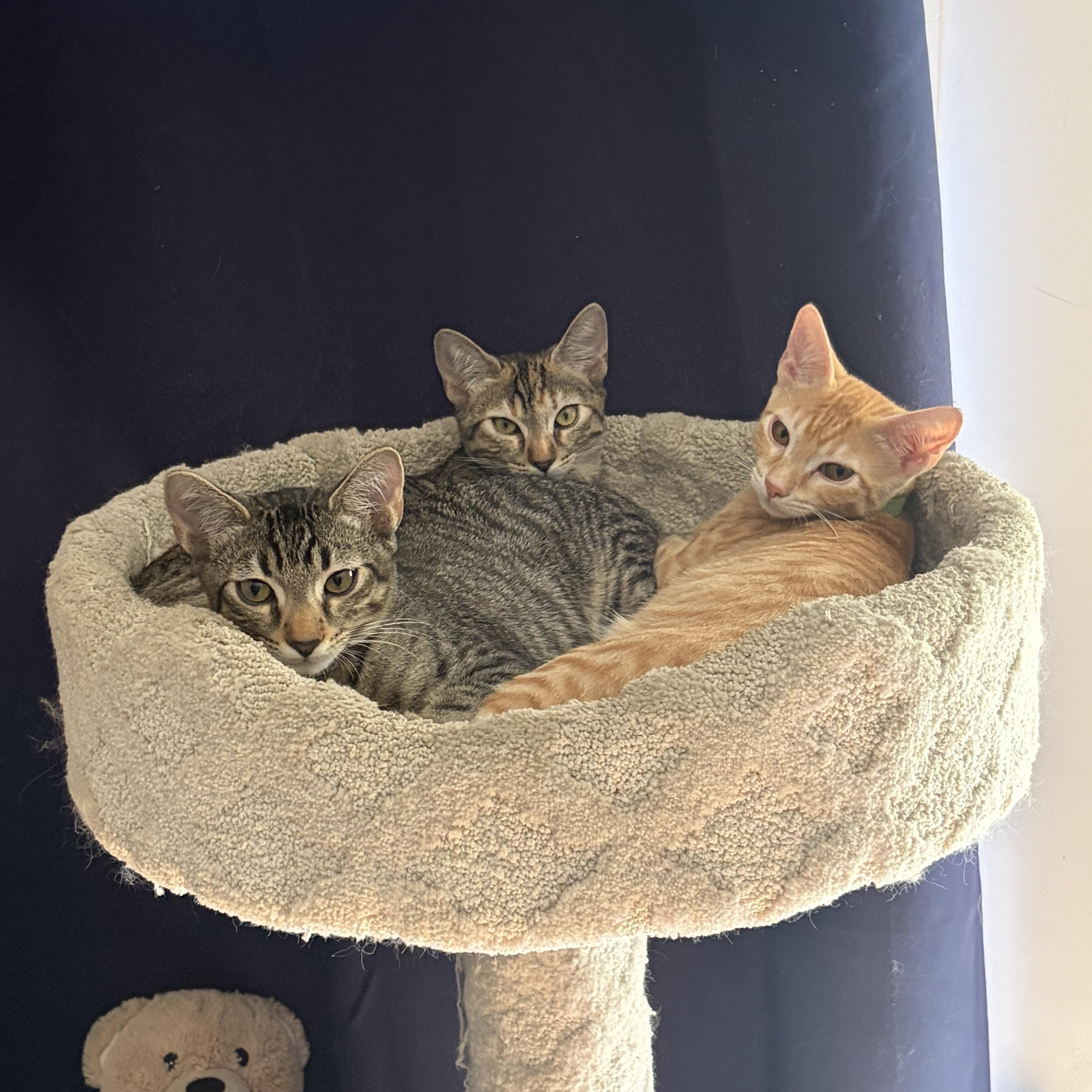 Enlarge Frieda (js/ao), a Adopted Domestic Short Hair in Los Angeles, CA image 6/6