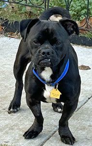 Enlarge Shadow, a Adoptable Mixed Breed in Claremore, OK image 1/1