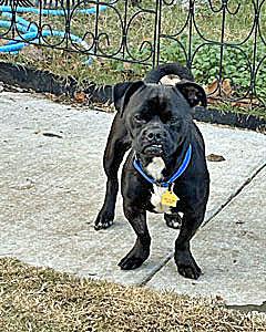 Shadow, Adoptable, Young Male Mixed Breed.