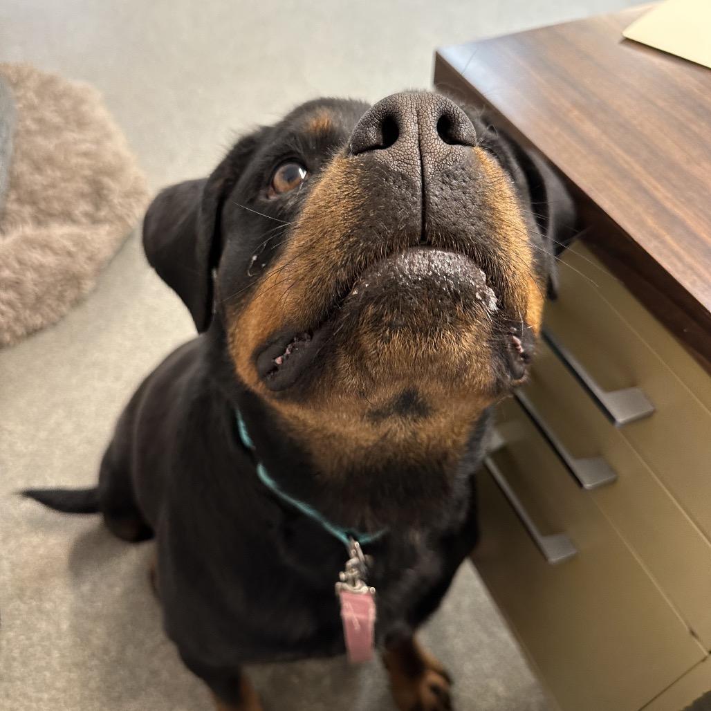 Cindy, Adoptable, Adult Female Rottweiler.