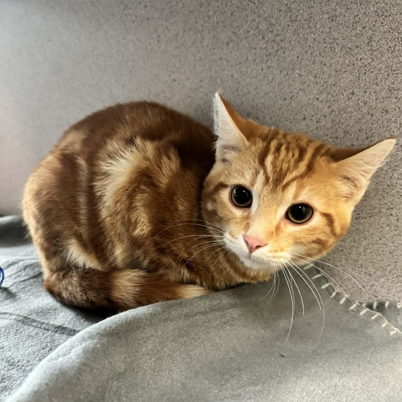 Enlarge Pixel, an adopted Domestic Short Hair in Waterloo, IA image 2/3