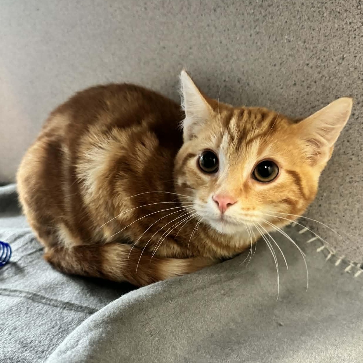 Enlarge Pixel, an adopted Domestic Short Hair in Waterloo, IA image 3/3