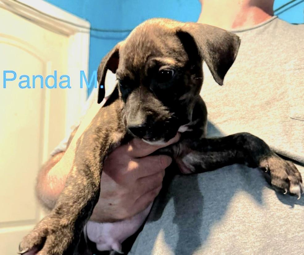 Panda, an adoptable mixed breed in Parma, OH image 2/2
