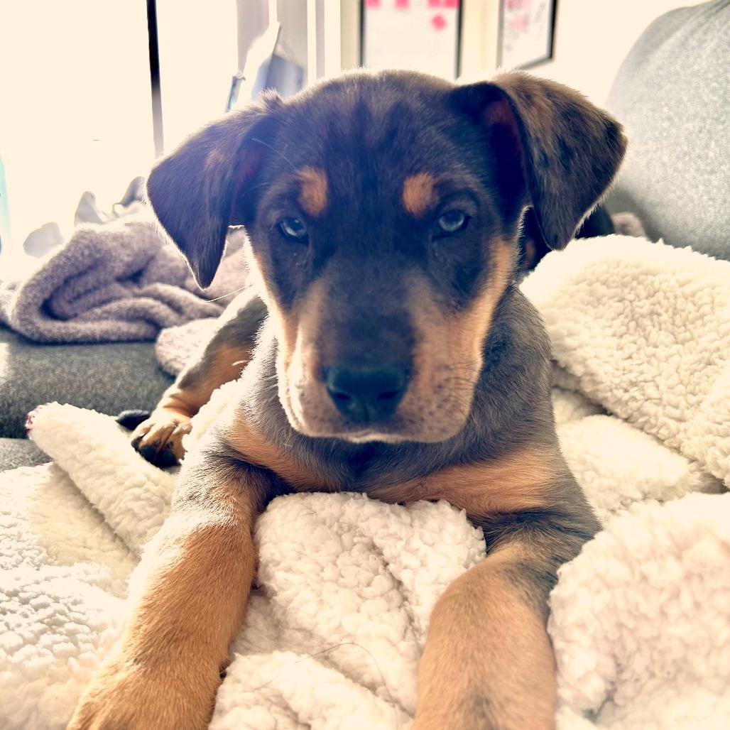 Didi, Adoptable, Puppy Female Shepherd.