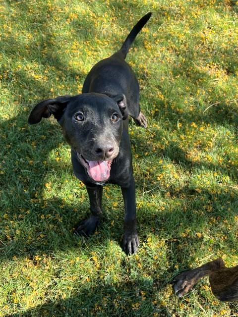 Enlarge ASHLEY, a Adoptable mixed breed in Blythe, CA image 1/1