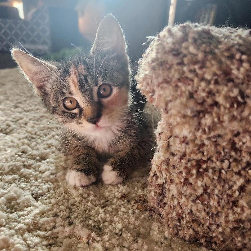 Belle, Adoptable, Kitten Female Domestic Short Hair.