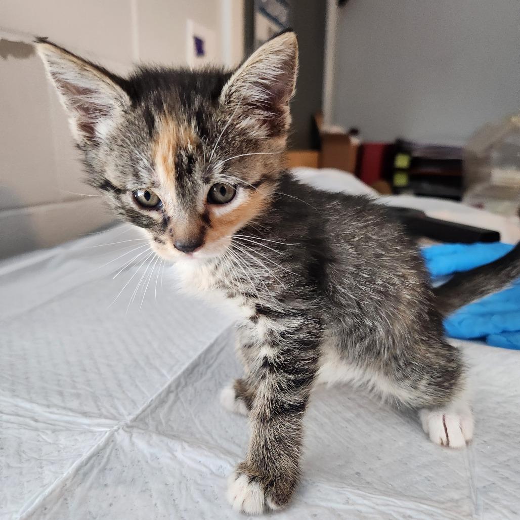 Enlarge Belle, a Adoptable Domestic Short Hair in Talent, OR image 2/4