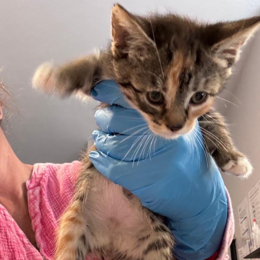 Enlarge Belle, a Adoptable Domestic Short Hair in Talent, OR image 3/4