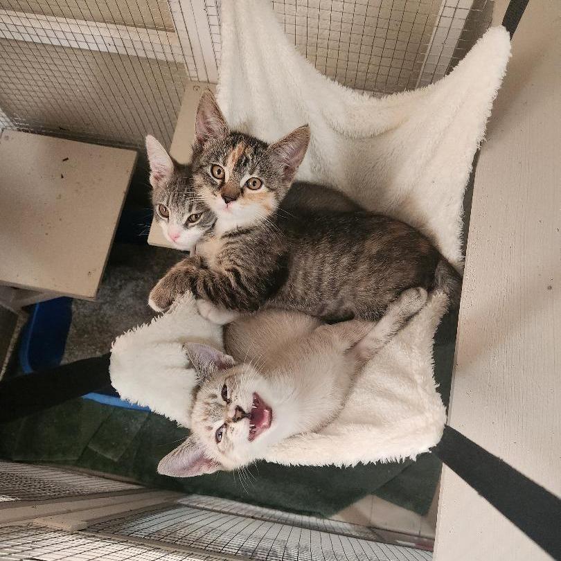 Enlarge Belle, a Adoptable Domestic Short Hair in Talent, OR image 4/4