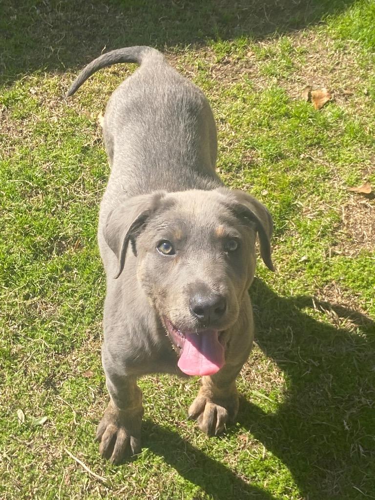 Dexter, Adoptable, Young Male Labrador Retriever.