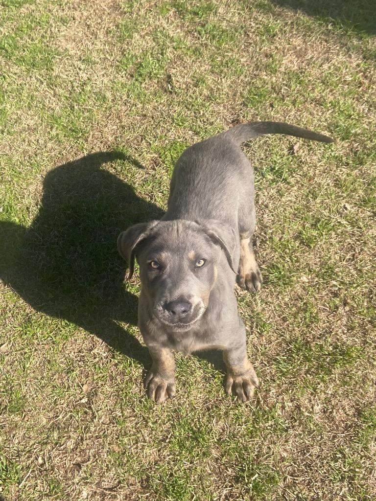 Enlarge Dexter, a Adoptable Labrador Retriever in Swainsboro, GA image 1/5