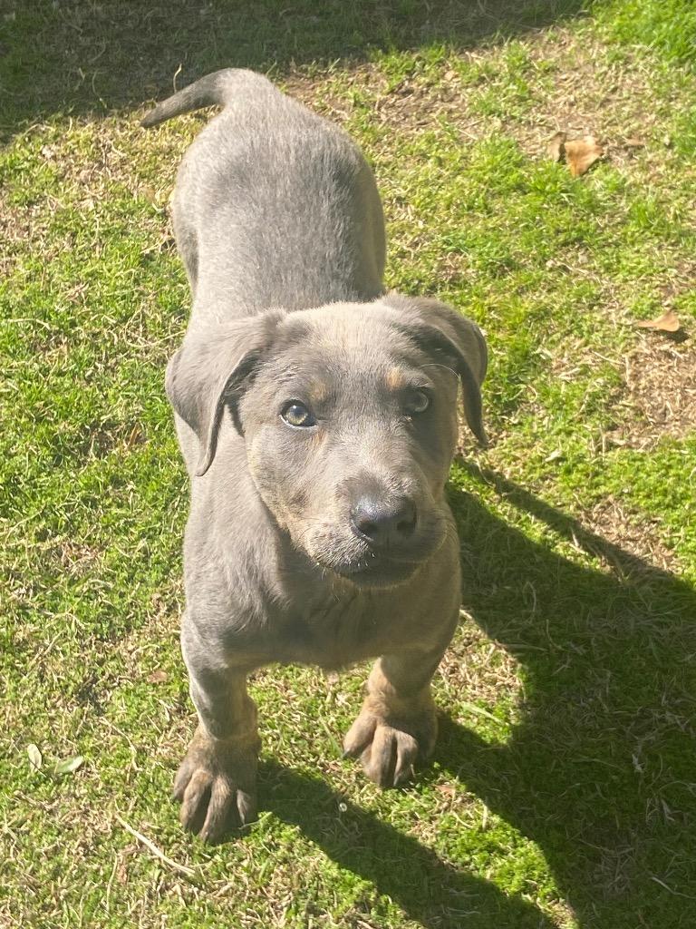 Enlarge Dexter, a Adoptable Labrador Retriever in Swainsboro, GA image 3/5