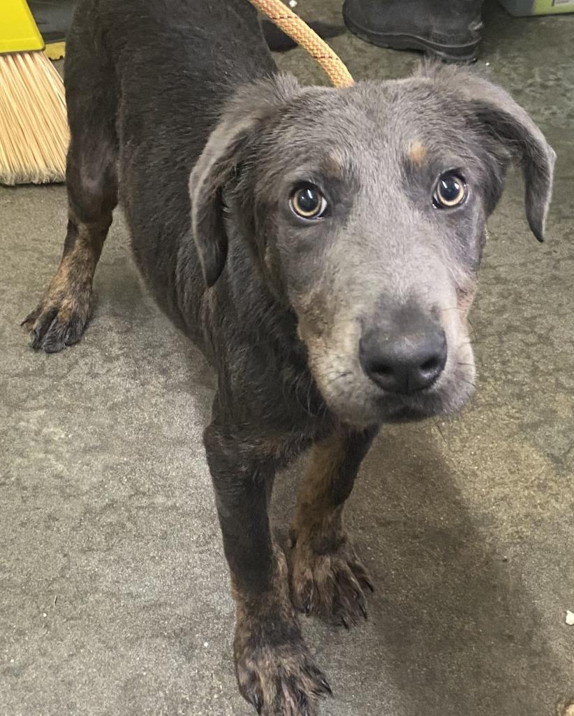 Enlarge Dexter, a Adoptable Labrador Retriever in Swainsboro, GA image 4/5