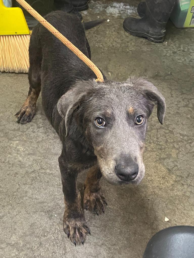 Enlarge Dexter, a Adoptable Labrador Retriever in Swainsboro, GA image 5/5