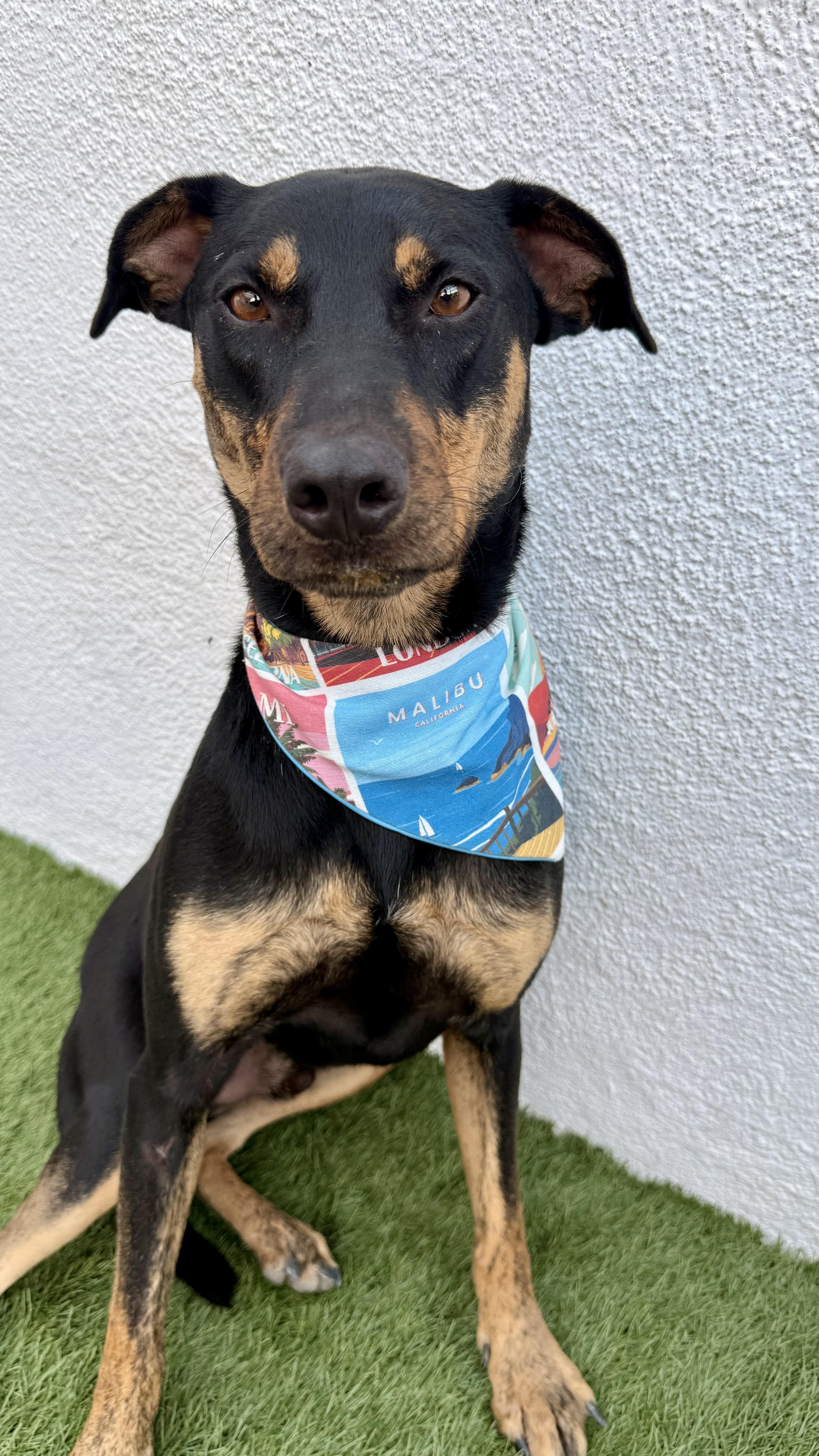 Enlarge OLIVER, a Adoptable mixed breed in San Diego, CA image 2/6