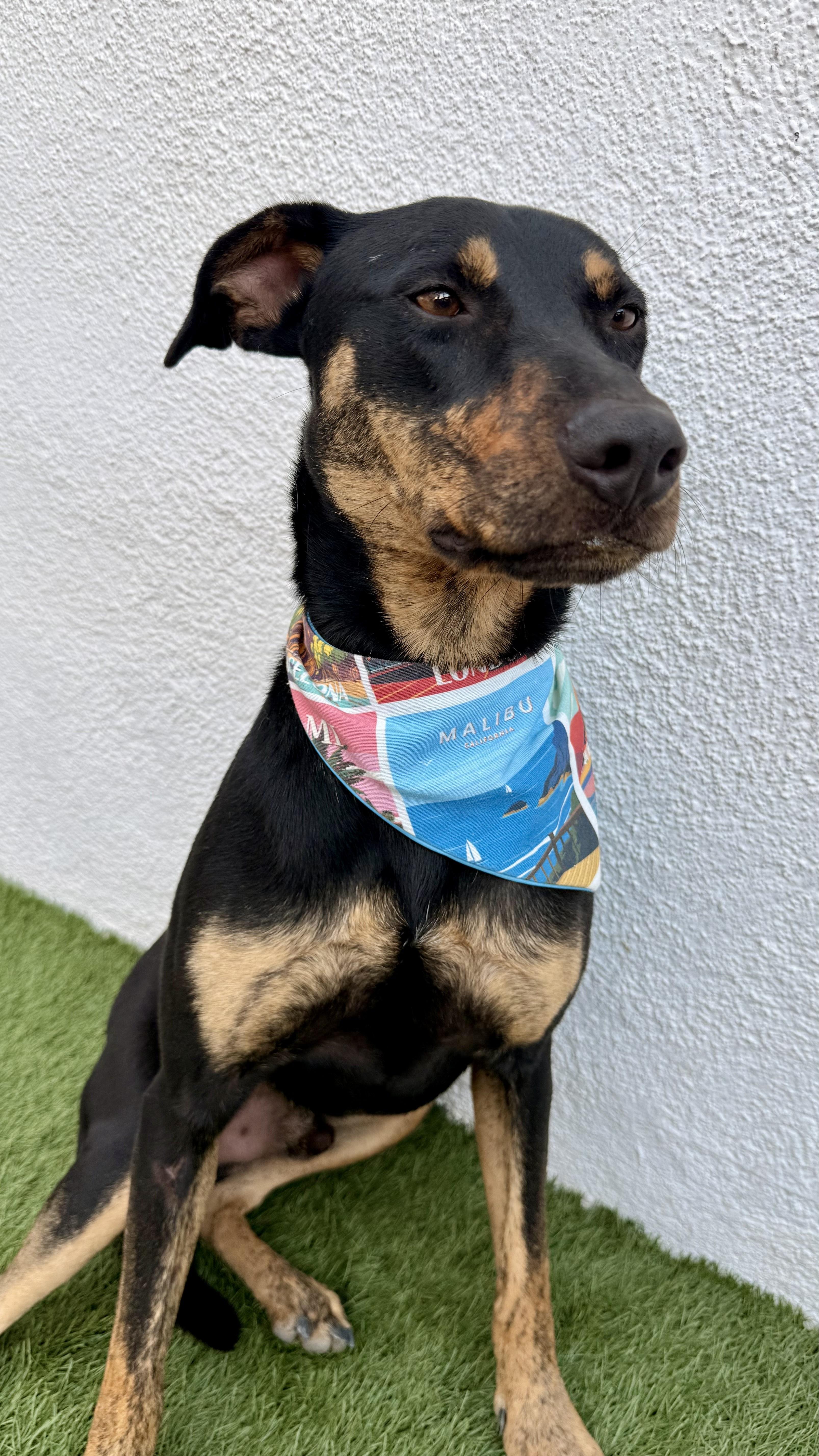 Enlarge OLIVER, a Adoptable mixed breed in San Diego, CA image 3/6