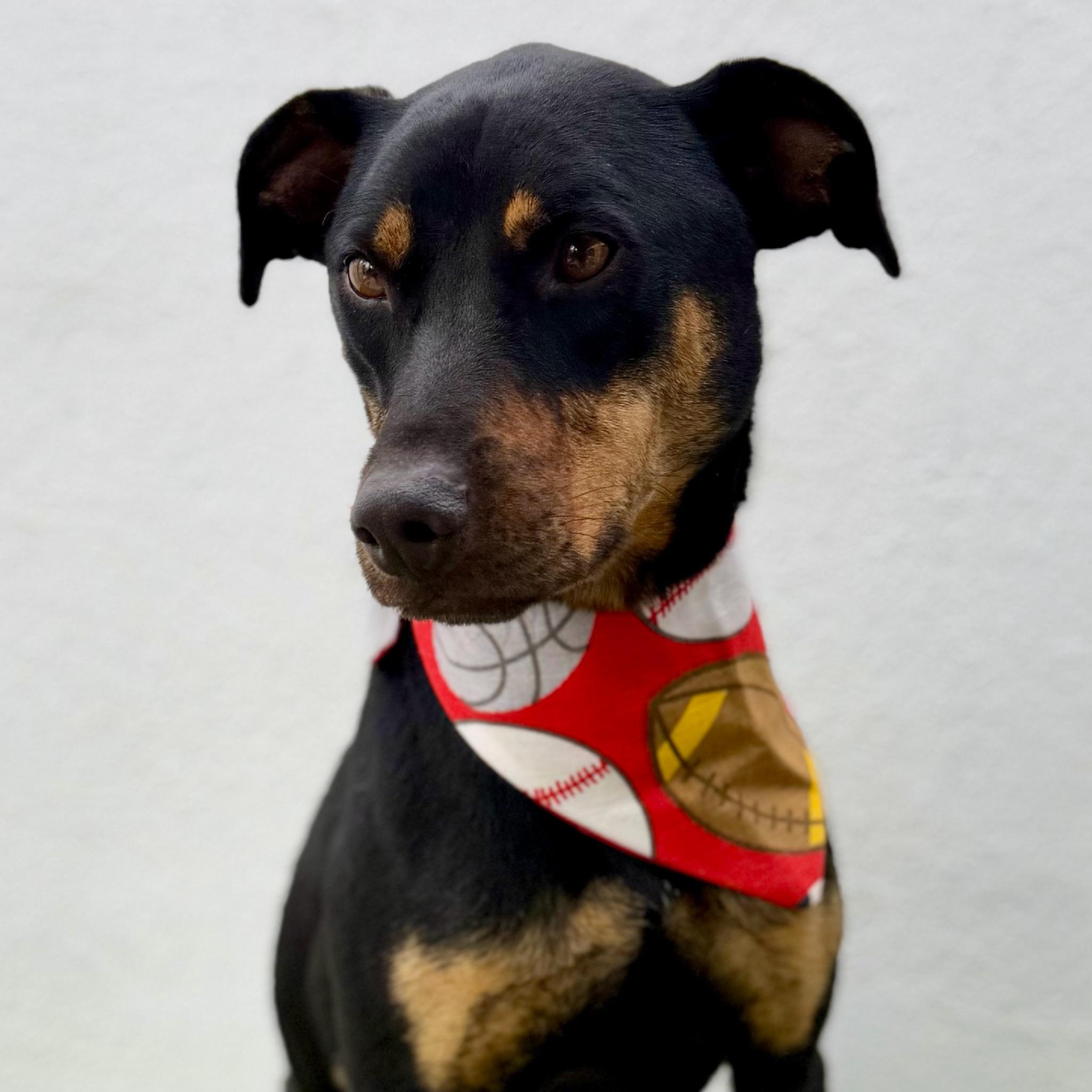 Enlarge OLIVER, a Adoptable mixed breed in La Jolla, CA image 5/6