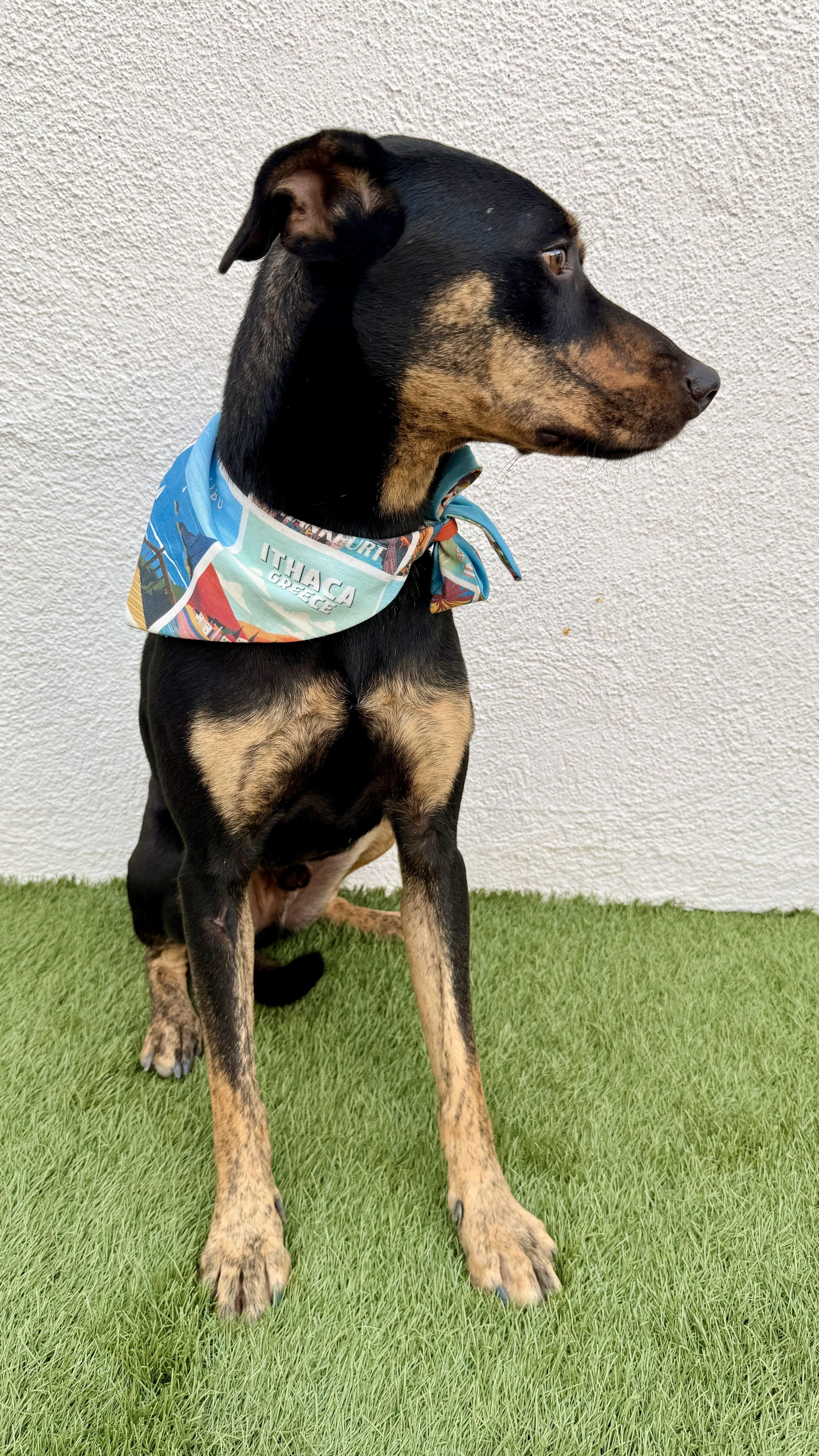 Enlarge OLIVER, a Adoptable mixed breed in San Diego, CA image 4/6