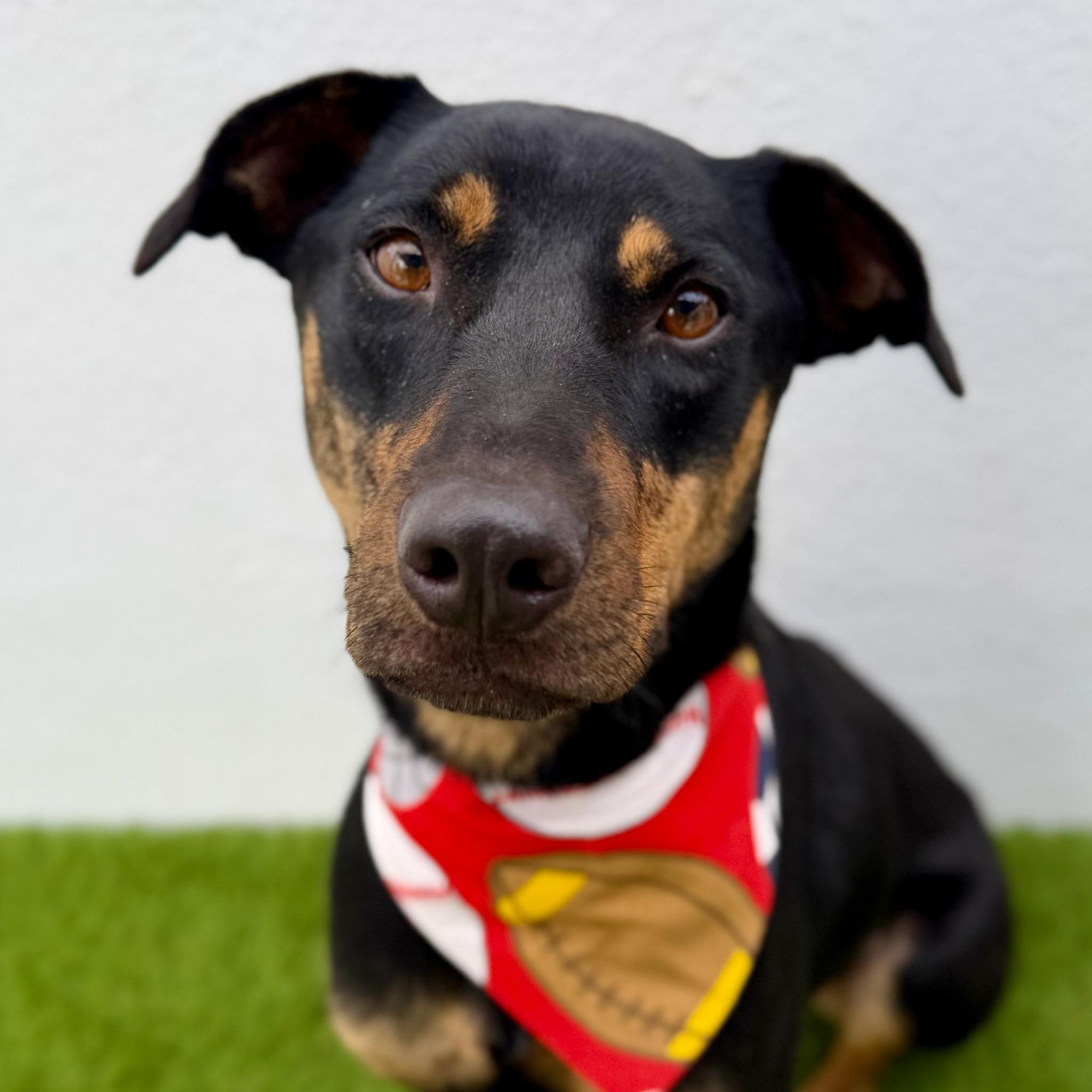 OLIVER, Adoptable, Young Male Doberman Pinscher & Black Labrador Retriever.