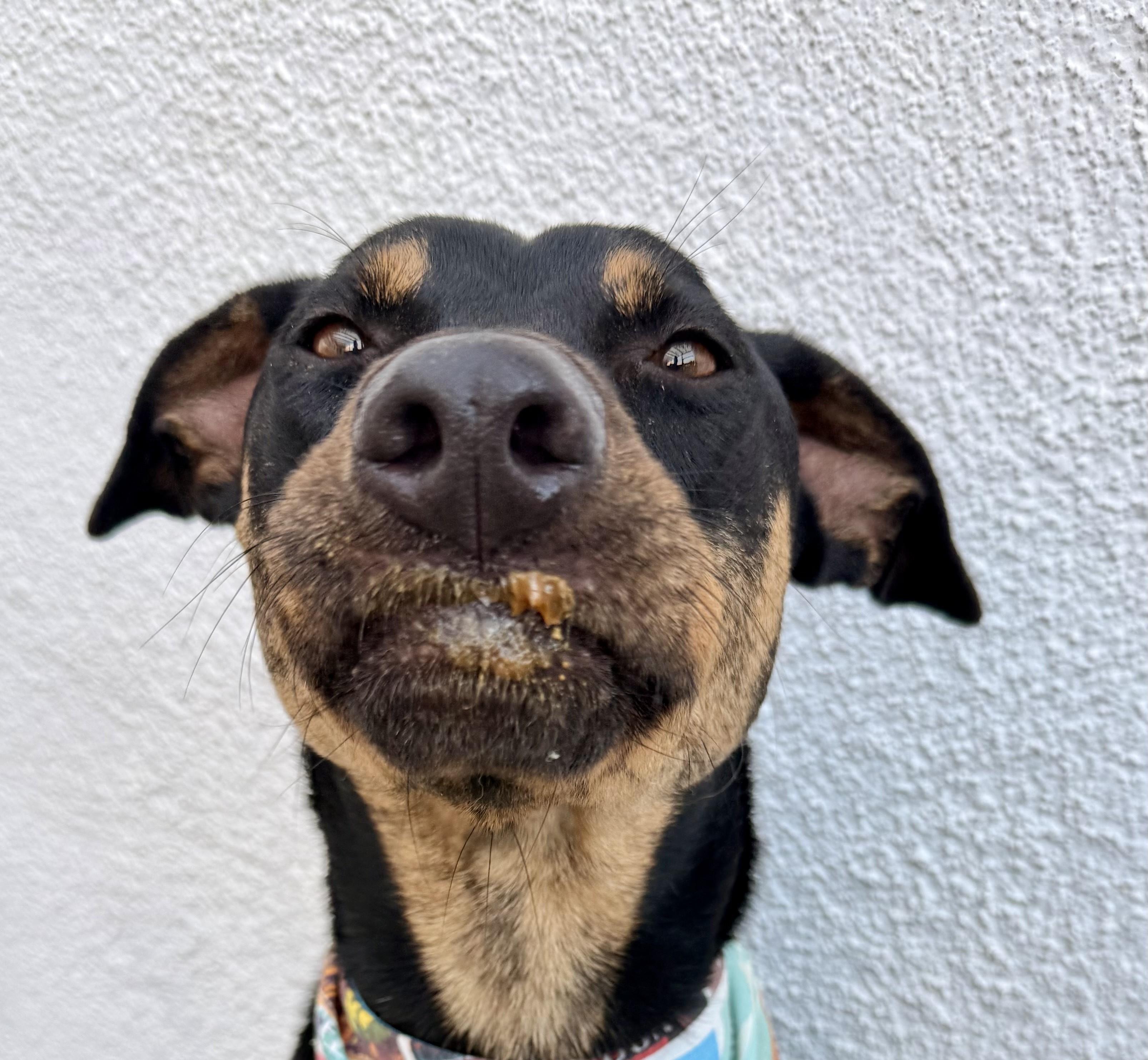 Enlarge OLIVER, a Adoptable mixed breed in San Diego, CA image 1/6